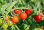 cherry tomatoes on vine